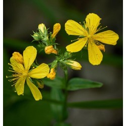 Sint Janskruid Gesneden 100 G
