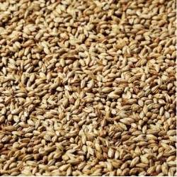 Amber mout 40-60 EBC the...