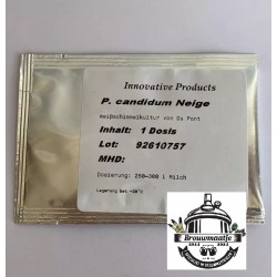 Candidum neige witschimmel...